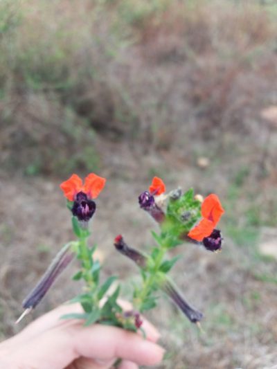 Cuphea llavea, photographed by Zazil Dellamary