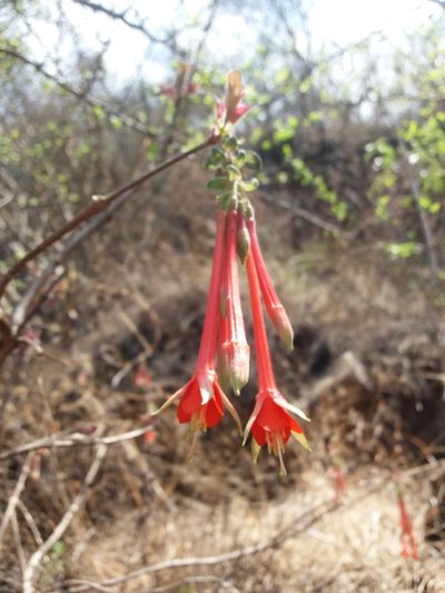 Fuchsia fulgens, photographed by Zazil Dellamary