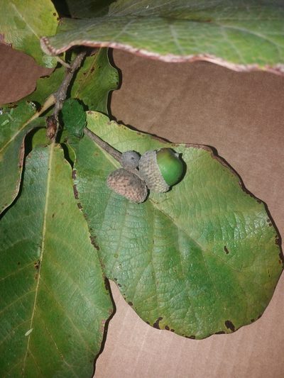 Quercus obtusata, photographed by Zazil Dellamary