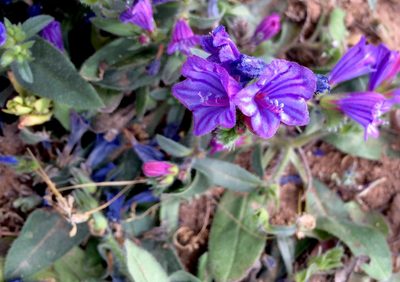 Echium bonnetii, photographed by desertnaturalist