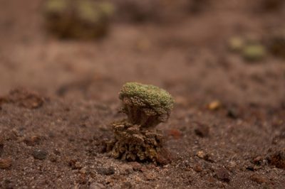 Nototriche turritella, photographed by Jorge Herreros de Lartundo