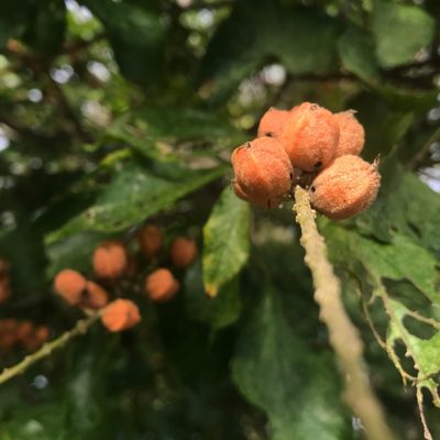 Croton sylvaticus, photographed by Presha Soogrim