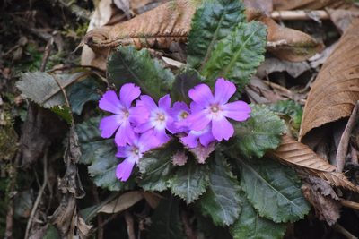 Primula scapigera, photographed by Rohit