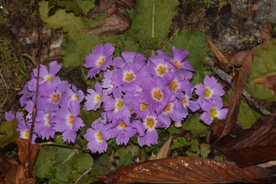 Primula scapigera, photographed by Rohit