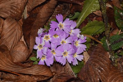 Primula scapigera, photographed by Rohit
