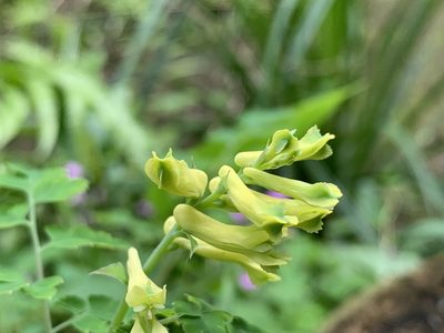 Corydalis balansae, photographed by chiachiwu