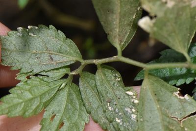 Elatostema radicans, photographed by Cheng-Tao Lin