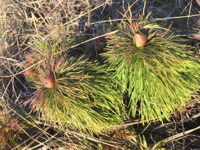 Paeonia tenuifolia, photographed by Елена Патерикина