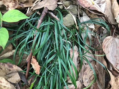Ophiopogon reversus, photographed by Cheng-Tao Lin