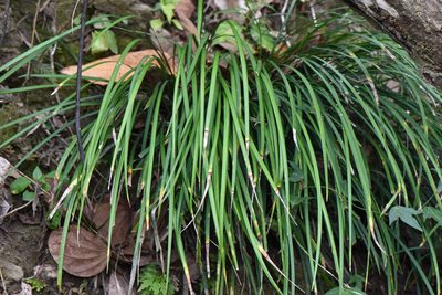 Ophiopogon reversus, photographed by Cheng-Tao Lin