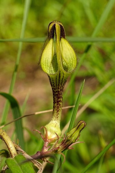 Ceropegia hirsuta, photographed by renjus box