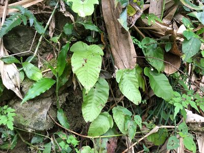 Tectaria polymorpha, photographed by Cheng-Tao Lin