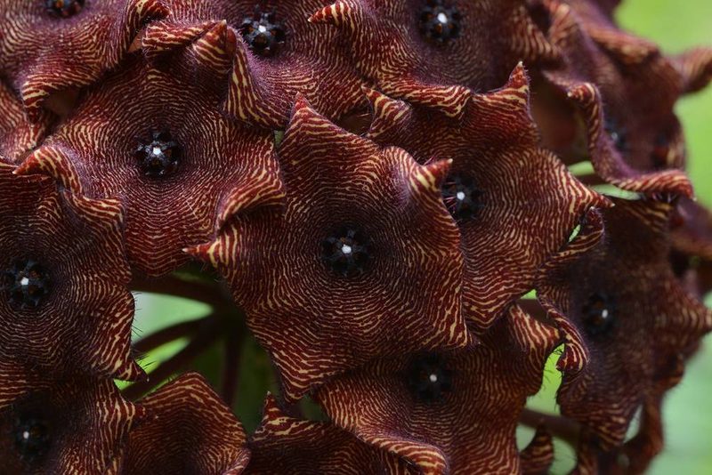 Boucerosia umbellata, photographed by S.MORE