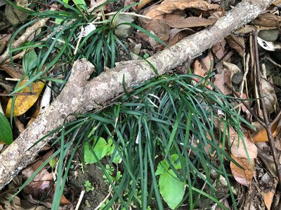 Ophiopogon reversus, photographed by Cheng-Tao Lin