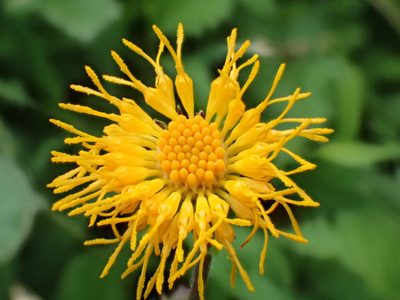 Gynura formosana, photographed by 葉子