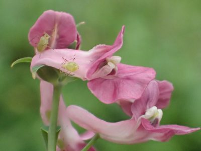 Corydalis decumbens, photographed by 葉子