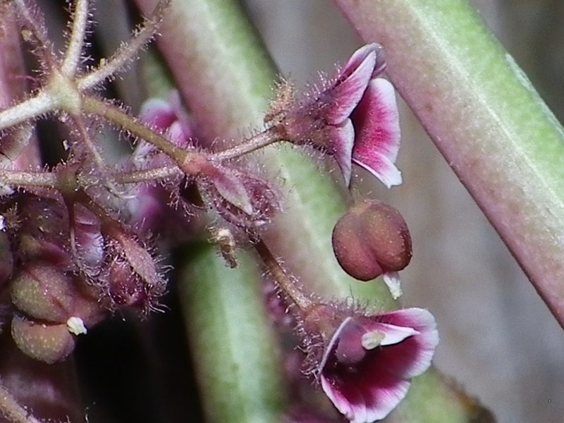 Euphorbia guiengola, photographed by Arturo Castro Castro