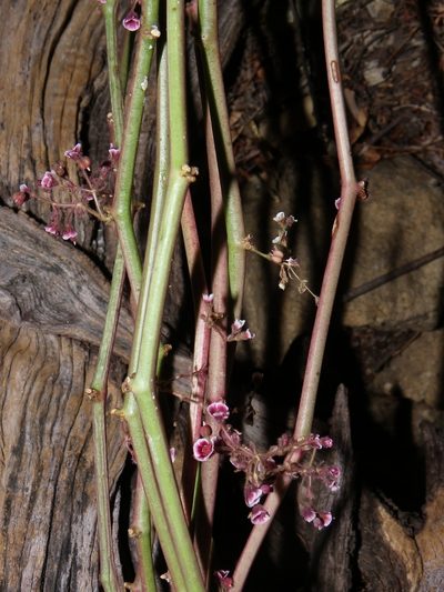 Euphorbia guiengola, photographed by Arturo Castro Castro