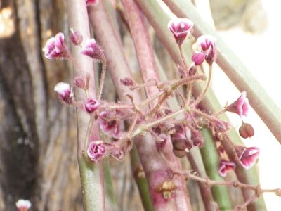 Euphorbia guiengola, photographed by Arturo Castro Castro