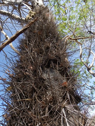 Leuenbergeria lychnidiflora, photographed by Arturo Castro Castro