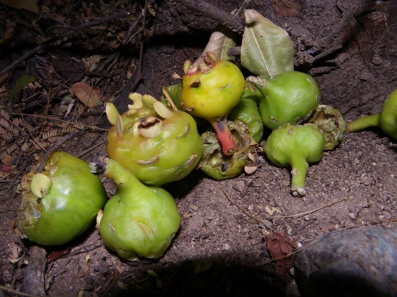 Leuenbergeria lychnidiflora, photographed by Arturo Castro Castro