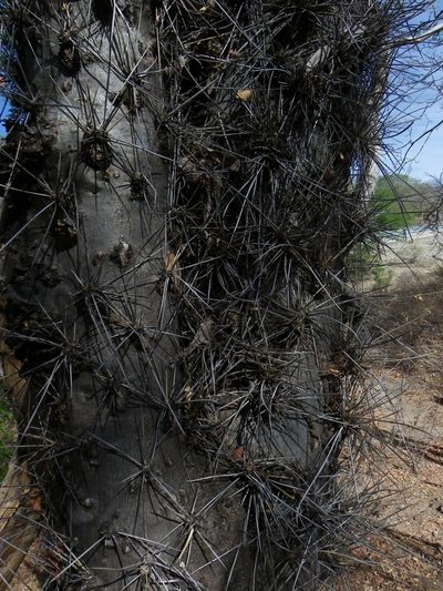Leuenbergeria lychnidiflora, photographed by Arturo Castro Castro