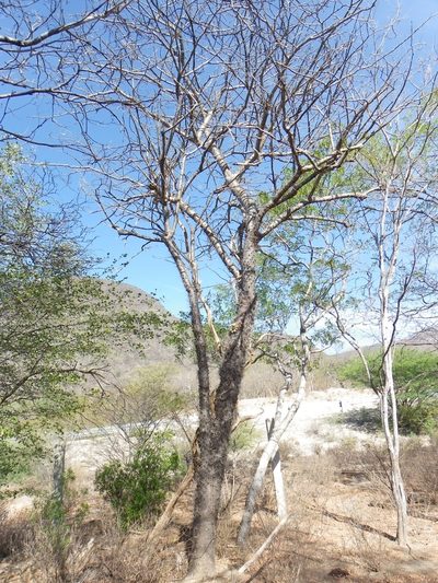Leuenbergeria lychnidiflora, photographed by Arturo Castro Castro