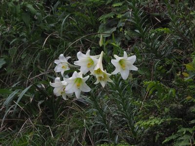 Lilium longiflorum, photographed by 葉子