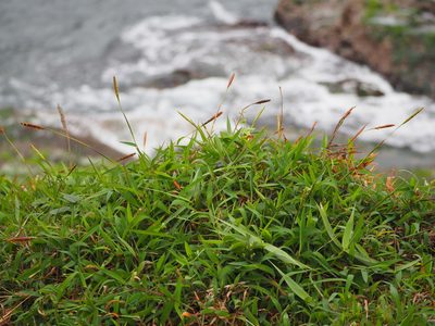 Ischaemum ciliare, photographed by 葉子
