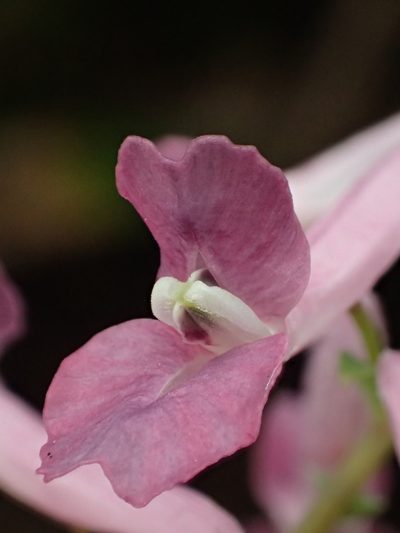 Corydalis decumbens, photographed by 葉子