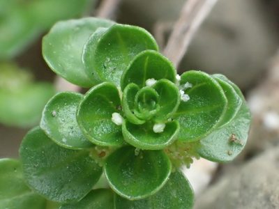 Pilea peploides, photographed by 葉子