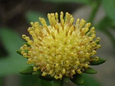 Kalimeris hispida, photographed by 葉子