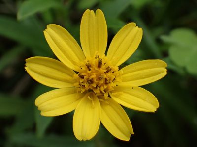 Sphagneticola calendulacea, photographed by 葉子