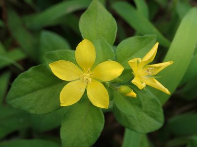 Lysimachia remota, photographed by 葉子