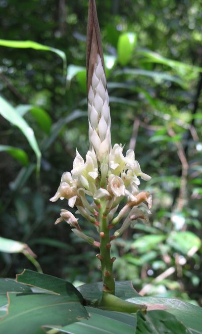 Alpinia oxymitra, photographed by Oleg Kosterin