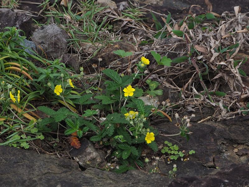 Potentilla discolor, photographed by 葉子