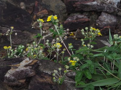 Potentilla discolor, photographed by 葉子