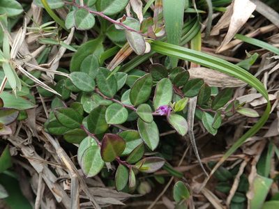 Polygala japonica, photographed by 葉子