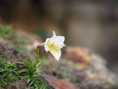 Lilium longiflorum, photographed by 葉子