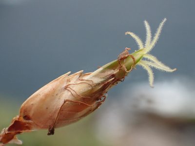 Abildgaardia ovata, photographed by 葉子
