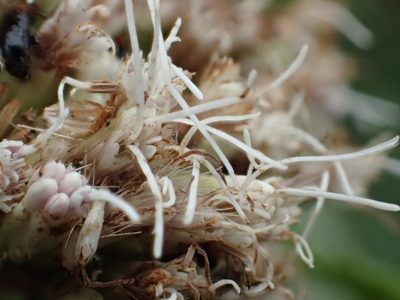 Eupatorium luchuense, photographed by 葉子