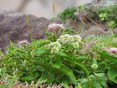 Eupatorium luchuense, photographed by 葉子