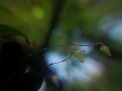 Specklinia digitale, photographed by Victor De la Cruz