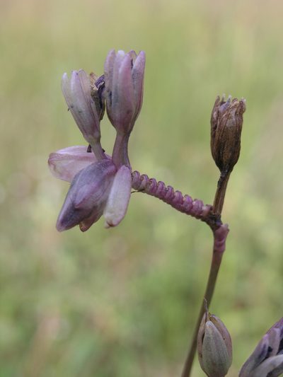 Murdannia macrocarpa, photographed by Oleg Kosterin
