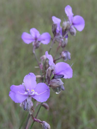 Murdannia macrocarpa, photographed by Oleg Kosterin