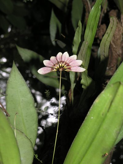 Bulbophyllum lepidum, photographed by Oleg Kosterin