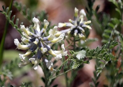 Sophora nuttalliana, photographed by Catherine C. Galley