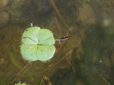 Marsilea minuta, photographed by chiuluan