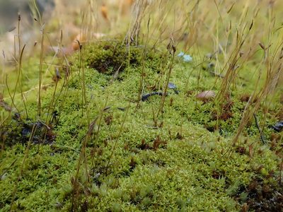 Streblotrichum convolutum, photographed by Christian Berg