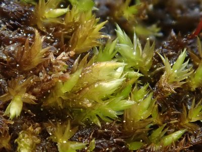 Hygrohypnum luridum, photographed by Christian Berg
